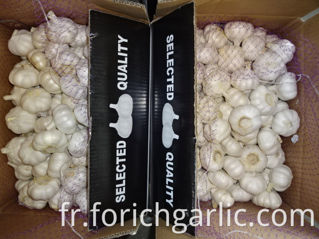 Loose Packing Pure White Garlic